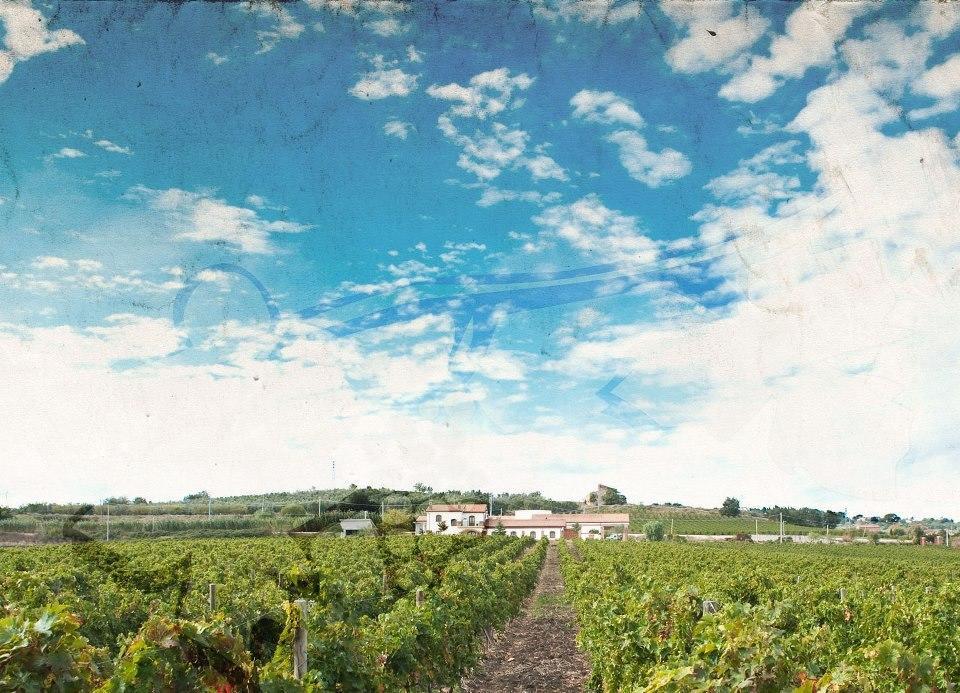I Dolci Grappoli Villa Larino Buitenkant foto