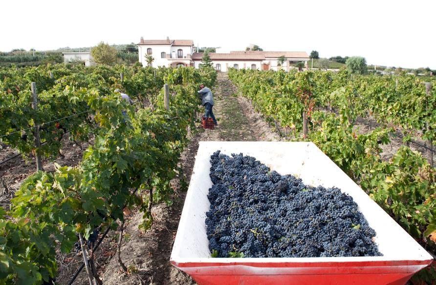 I Dolci Grappoli Villa Larino Buitenkant foto